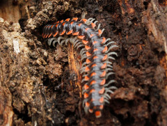 Euryurus carolinensis