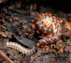 Euryurus carolinensis