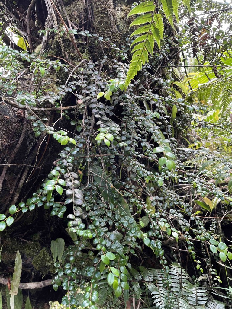 Puerto Rico brittleleaf