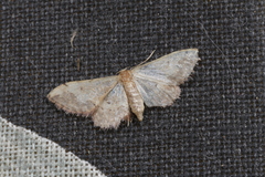 Idaea efflorata