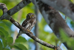 Glaucidium hardyi