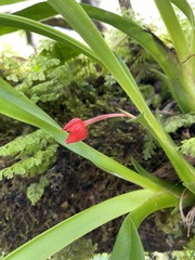Maxillaria coccinea