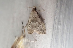 Hypenodes franclemonti