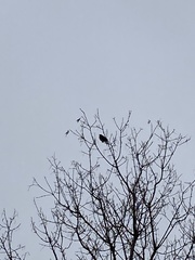Passeriformes