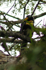 Pteroglossus pluricinctus