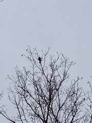 Passeriformes