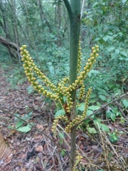 Chamaedorea seifrizii