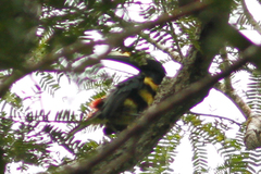 Pteroglossus pluricinctus