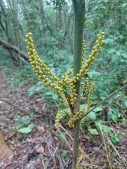 Chamaedorea seifrizii