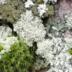 Physcia millegrana