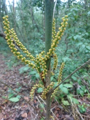 Chamaedorea seifrizii