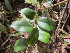 Vaccinium racemosum