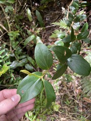 Vaccinium racemosum