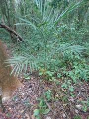 Chamaedorea seifrizii