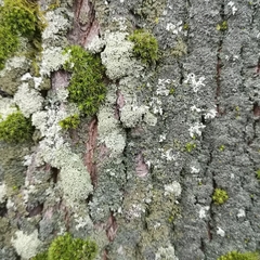 Physcia millegrana
