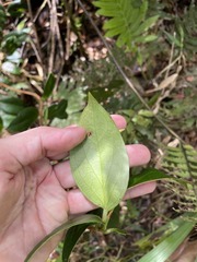 Vaccinium racemosum