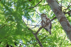 Glaucidium minutissimum