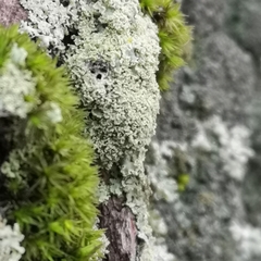 Physcia millegrana