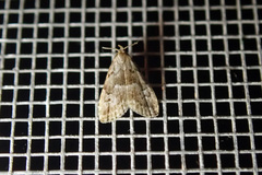 Hypenodes franclemonti