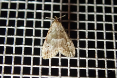 Hypenodes franclemonti