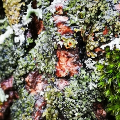 Phaeophyscia rubropulchra