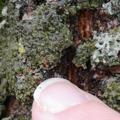 Phaeophyscia rubropulchra