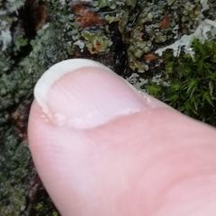 Phaeophyscia rubropulchra