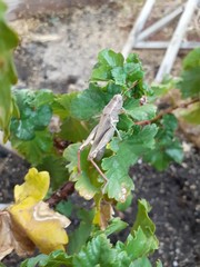 Melanoplus yarrowii