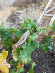 Melanoplus yarrowii