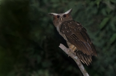 Lophostrix cristata