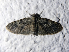 Eupithecia dodoneata