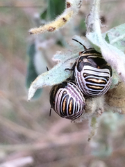 Orsilochides guttata