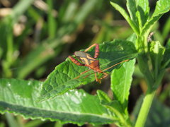 Crinocerus sanctus