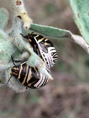 Orsilochides guttata