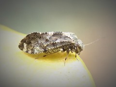 Nimbopsocus australis