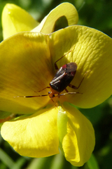 Horciasinus argentinus