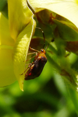 Horciasinus argentinus