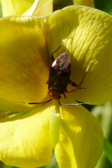 Horciasinus argentinus