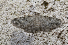 Eupithecia semigraphata