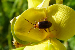 Horciasinus argentinus