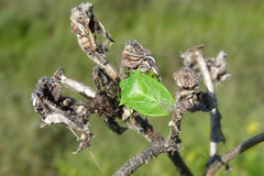 Chinavia armigera