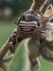 Orsilochides guttata