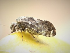 Nimbopsocus australis