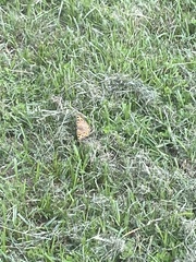 Junonia villida calybe