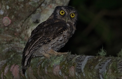 Megascops atricapilla