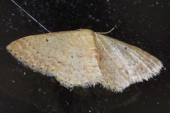 Scopula nesciaria