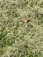 Junonia villida calybe