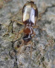 Philorhizus
