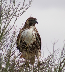 Buteo jamaicensis