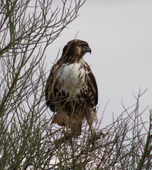 Buteo jamaicensis